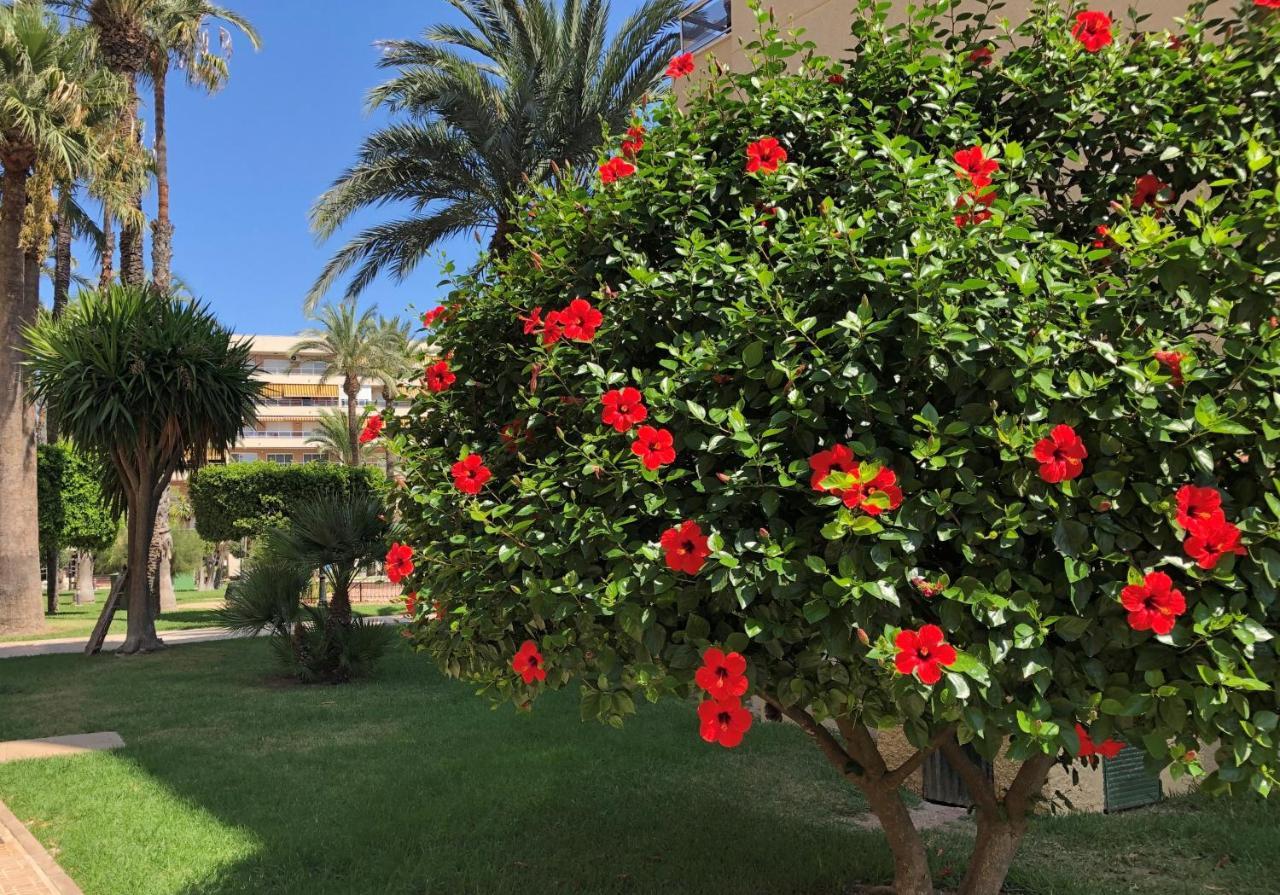 Sweet Home El Palmeral Los Locos Beach Torrevieja Eksteriør billede